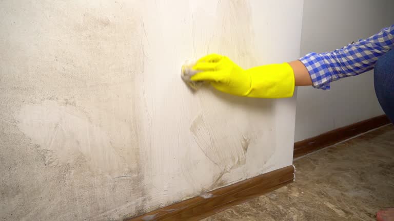 Best Basement Mold Removal  in Janesville, IA