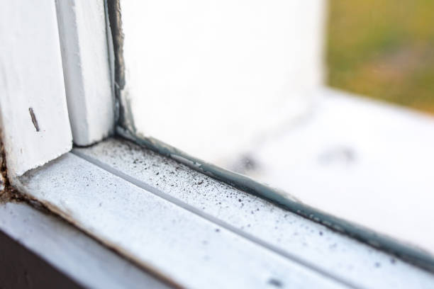 Best Comprehensive Air Testing for Mold Contaminants  in Janesville, IA