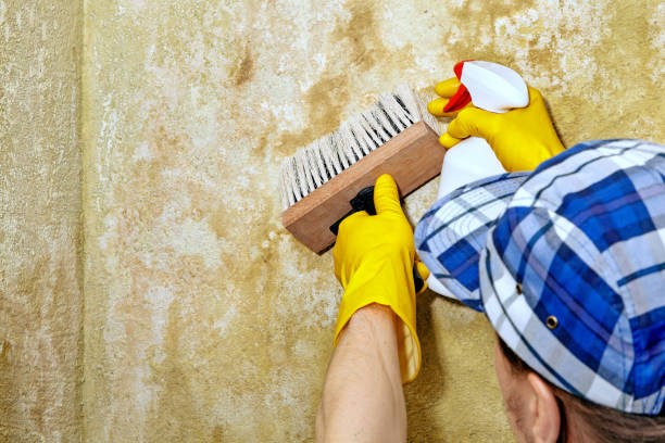 Best Black Mold Removal  in Janesville, IA