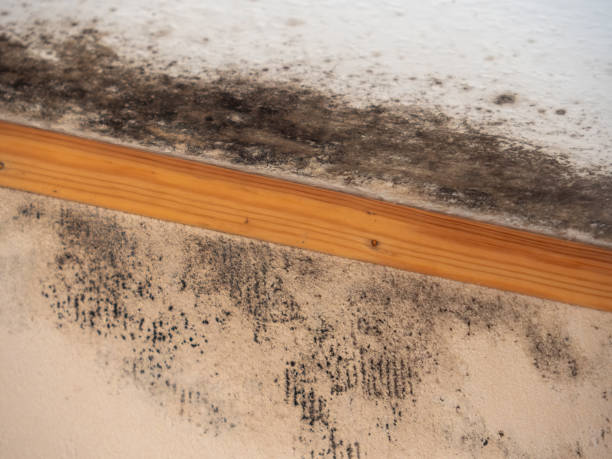 Best Forensic Mold Investigation  in Janesville, IA