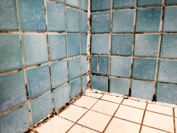 Best Mold Removal for HVAC Installations  in Janesville, IA