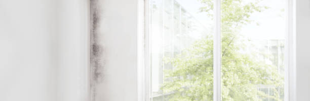 Best Asbestos and Lead Testing During Mold Inspection  in Janesville, IA