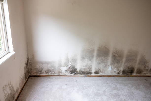 Mold Removal for HVAC Installations in Janesville, IA