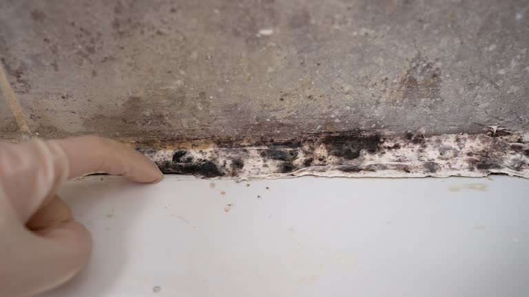 Best Airborne Mold Testing  in Janesville, IA