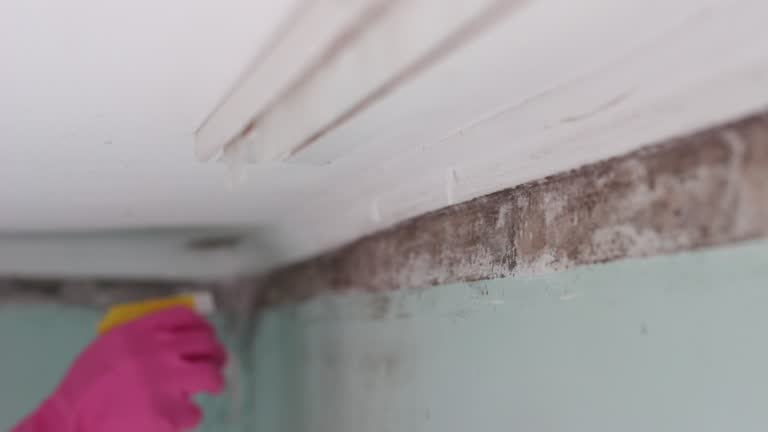 Best Emergency Mold Remediation  in Janesville, IA